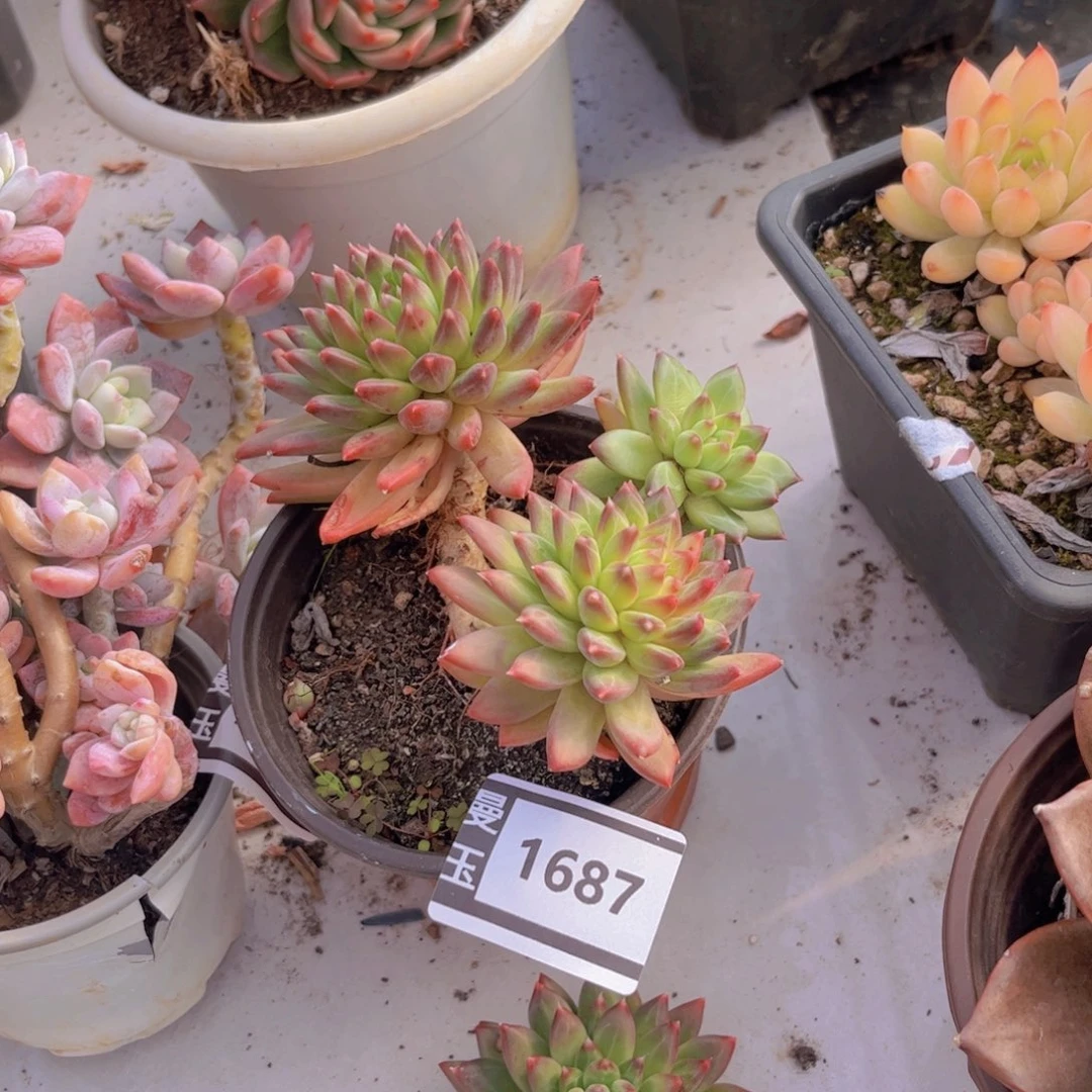 惠兰多肉植物1687