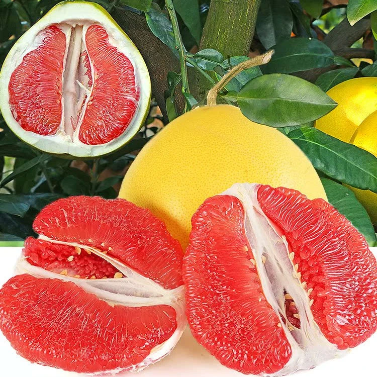 福建平和琯溪红心当季新鲜红肉柚子多汁柚子正宗福建平和蜜柚