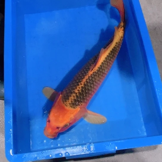 海水赤木芒果金松叶