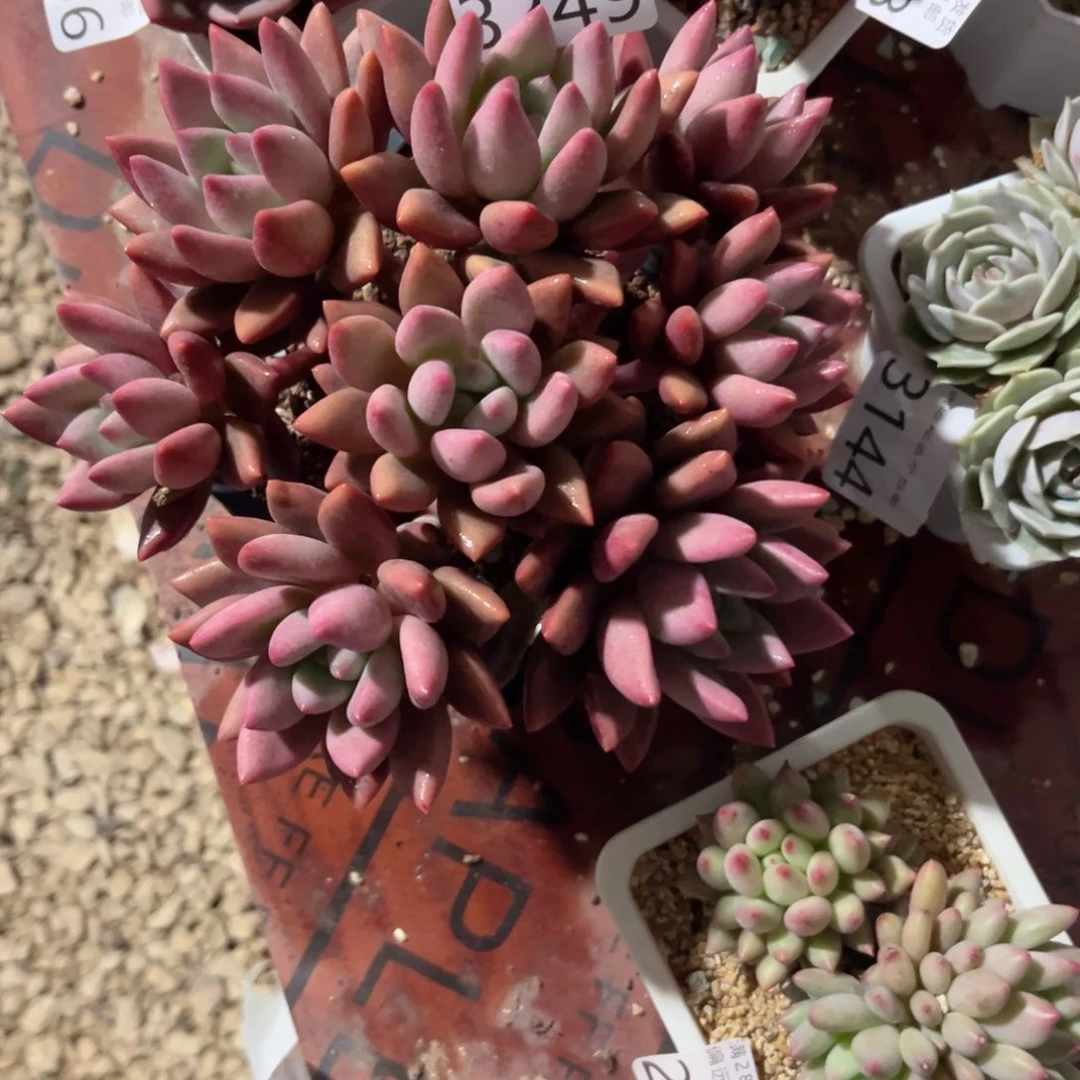 ?****一大3249？v c b n n n