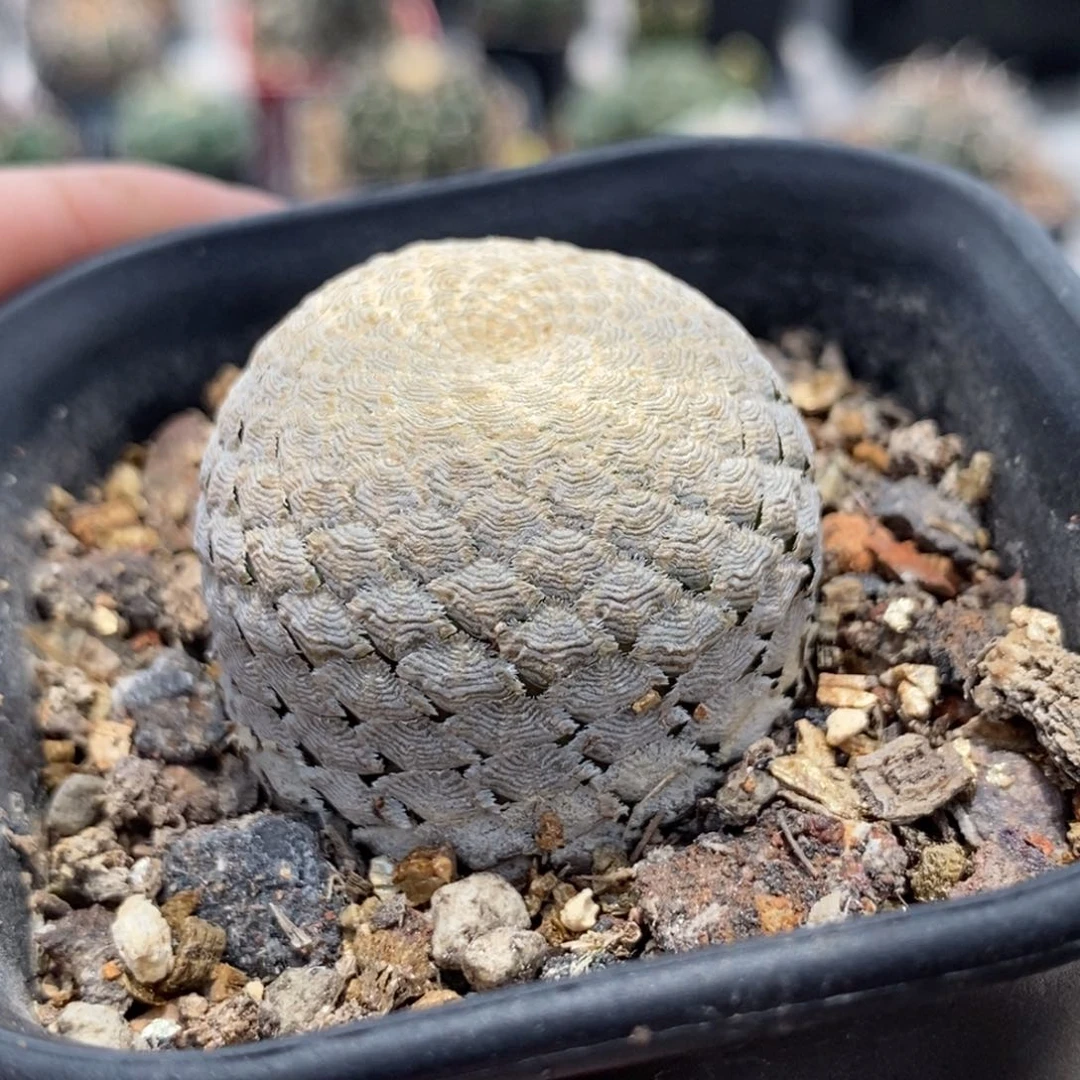 植播园艺鱼鳞大戟