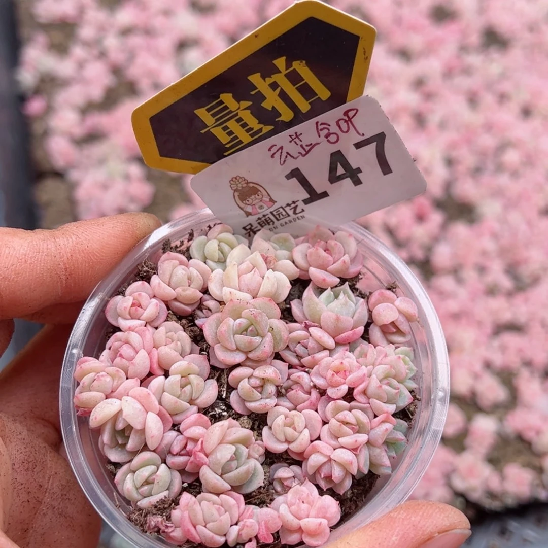 多肉植物多肉植物