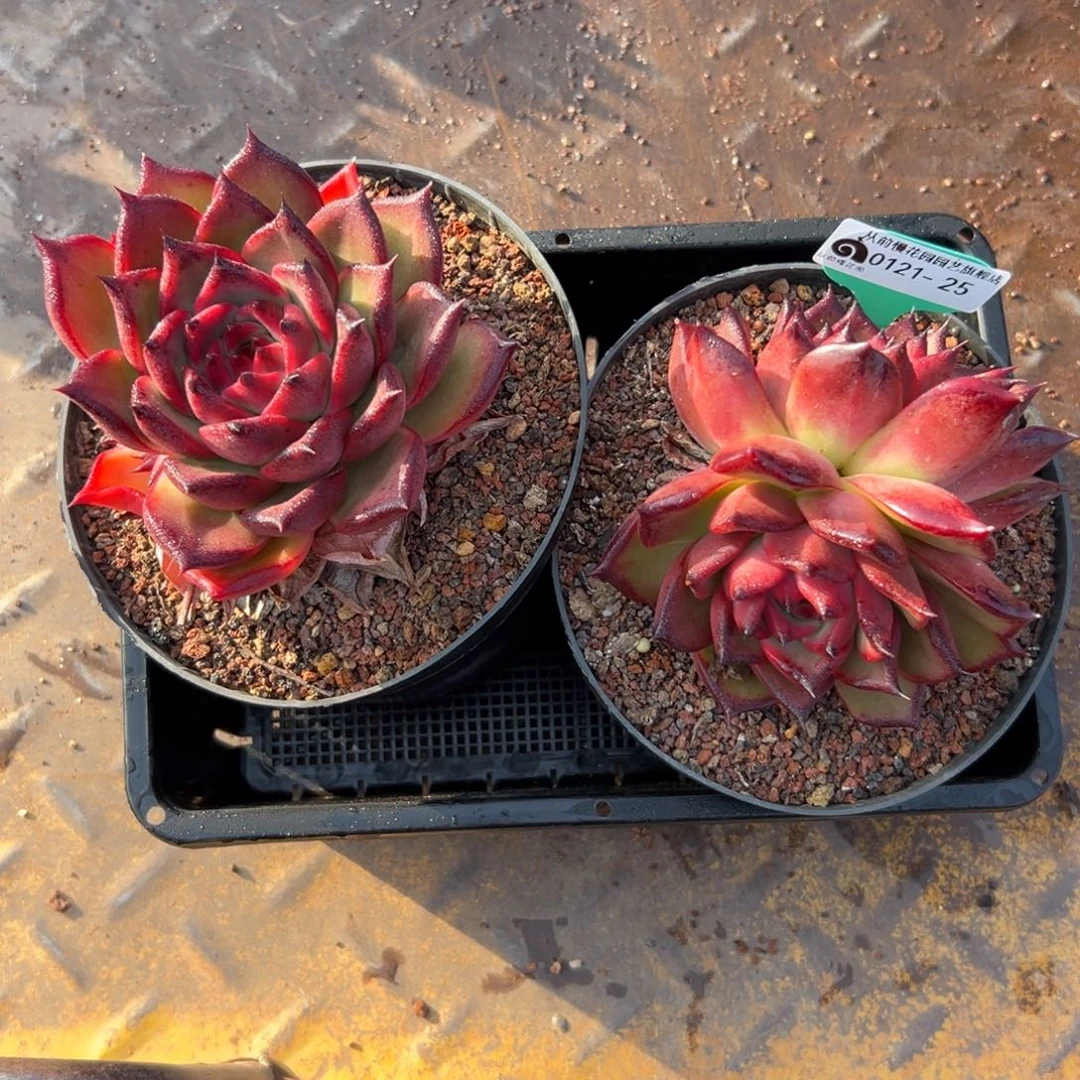 多肉一物一拍编号0121-25