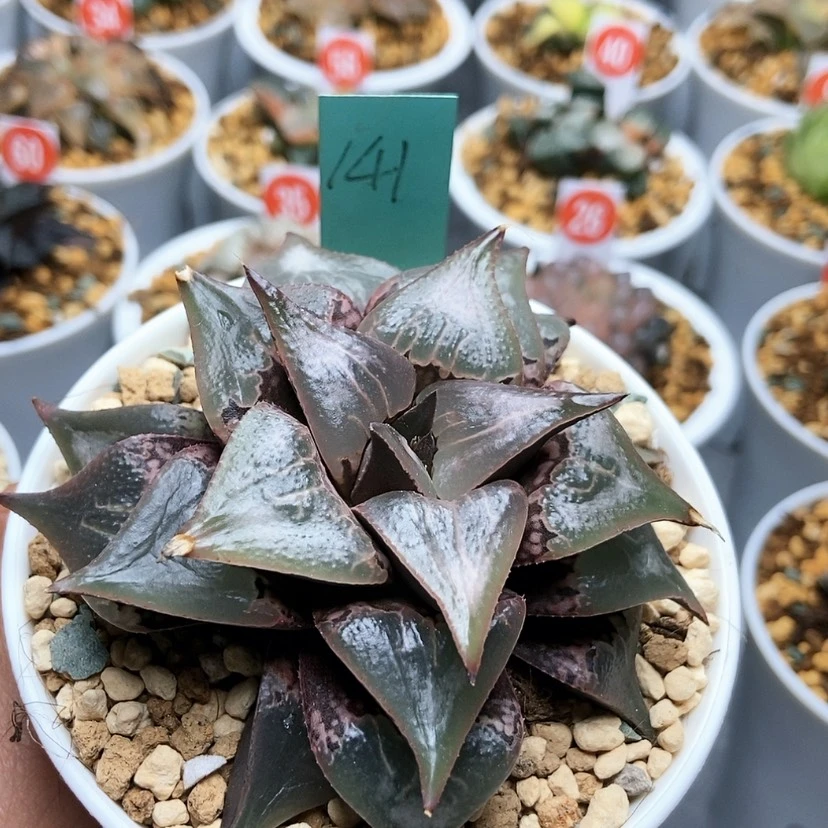 【闪购商品】141酒吞童子