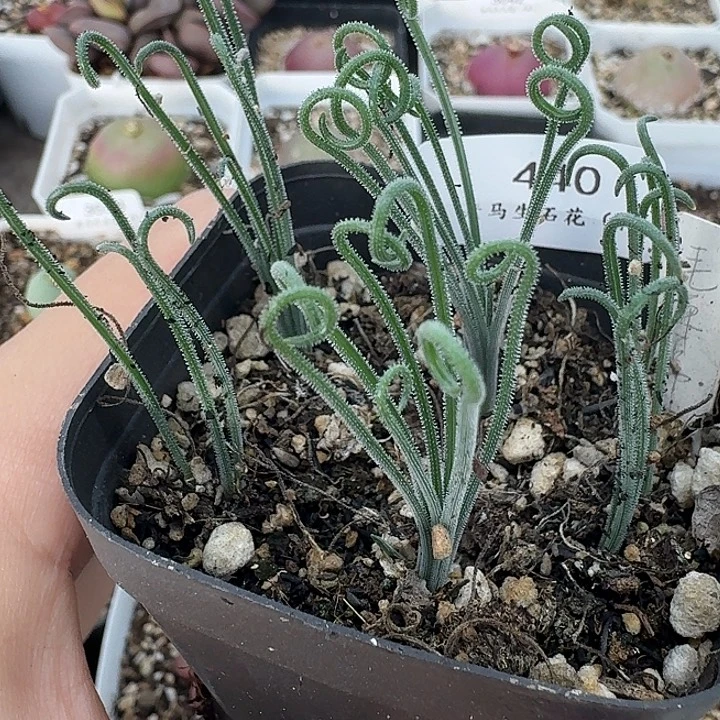 老马生石花细毛卷933