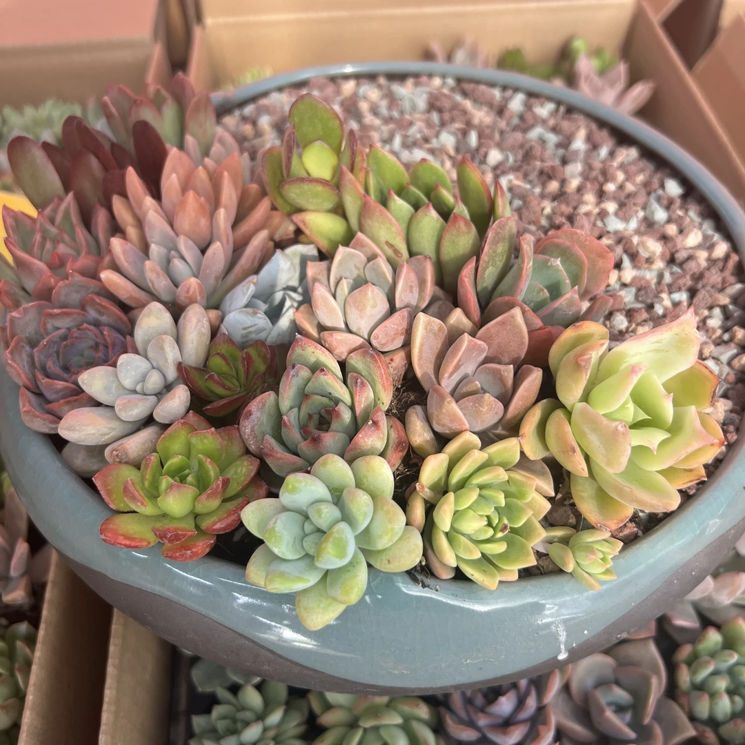 基地直发多肉植物小苗组合贵货新手好养办公室阳台绿植盆栽