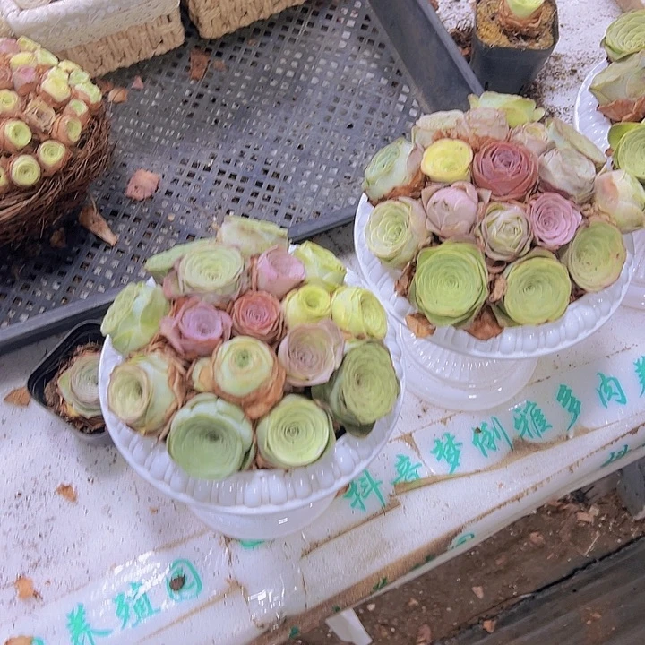 罗马盆16颗起做好发货