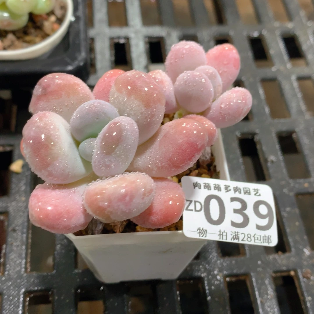 肉萌萌拇指盆精控多肉ZD 039