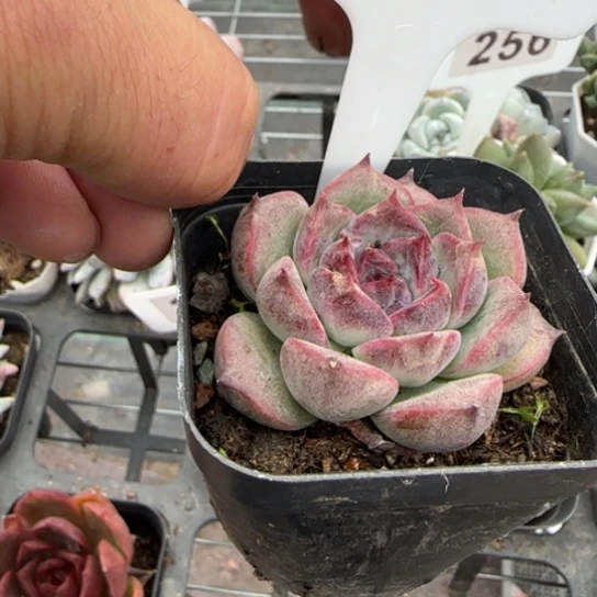 276巴洛克多肉植物多