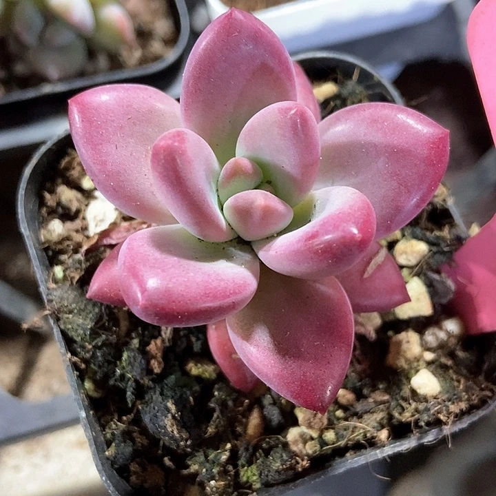 多肉植物140多肉