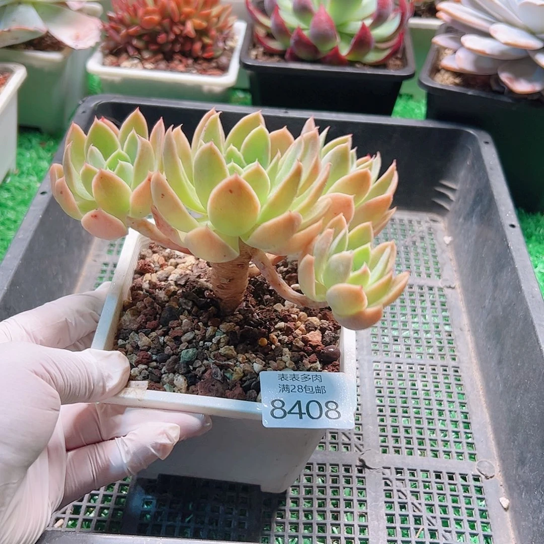 无花朵多肉一物一拍8408