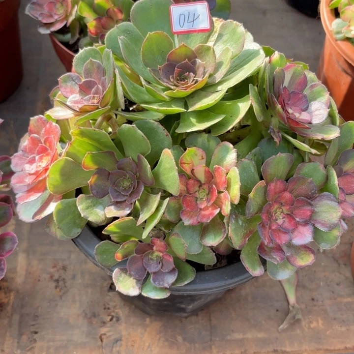 004特价海王七彩无售后