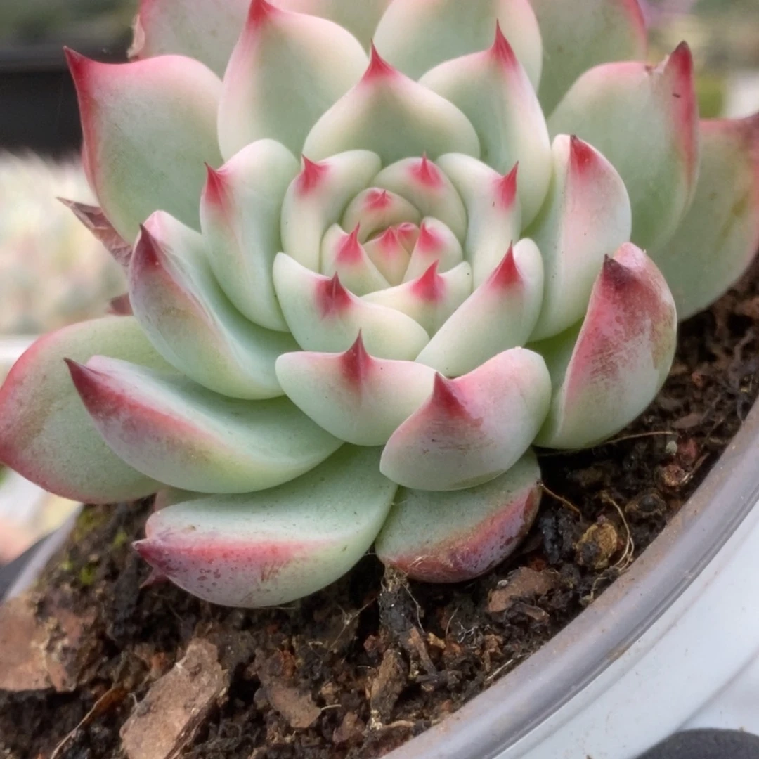 209锦锦锦锦锦锦锦