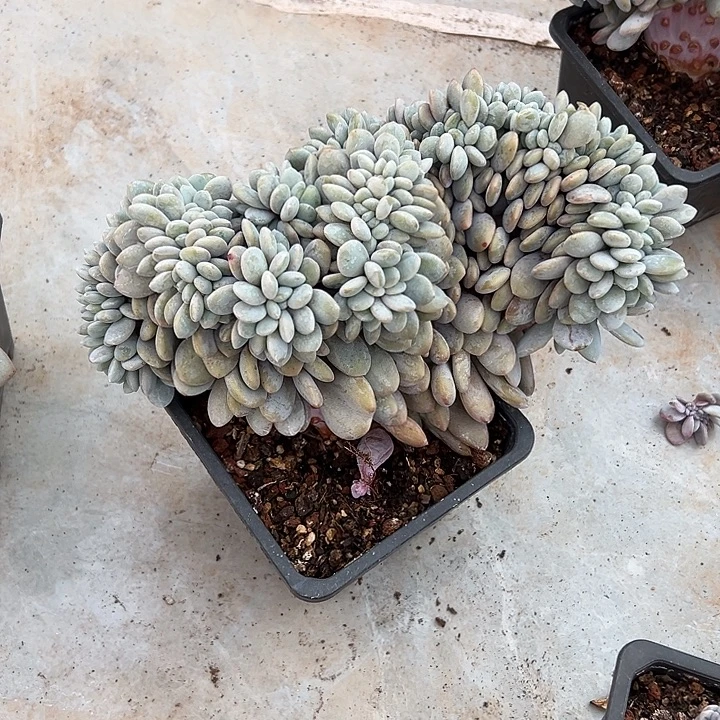 超大粉兔群生缀化多肉