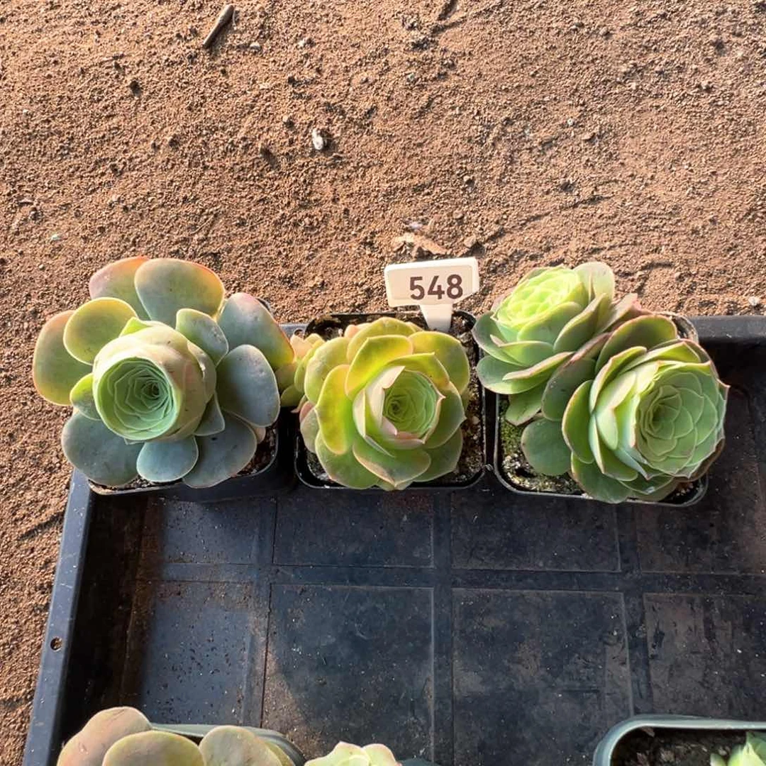 a****e山地玫瑰548多肉