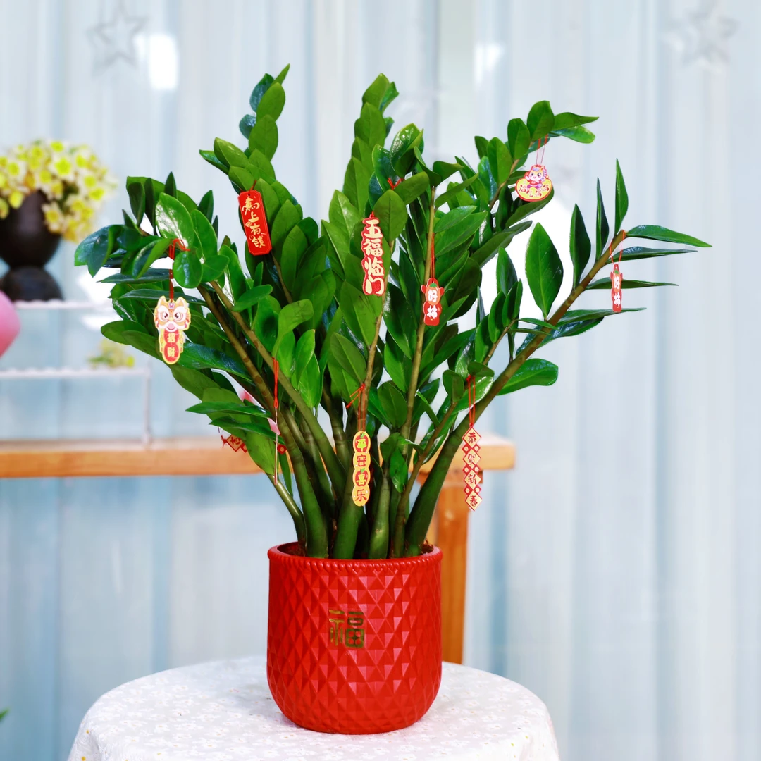 60 - 70cm金钱树盆栽室内客厅四季常青净化空气好养绿植