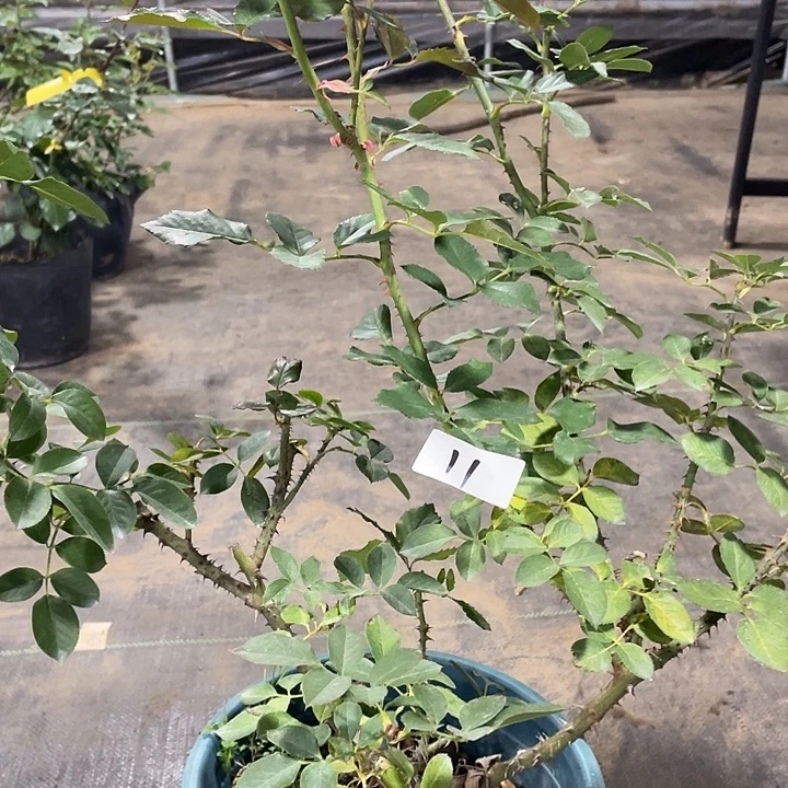 少量花朵（建议范围：2朵-5朵 或40%以下）11紫魂香水