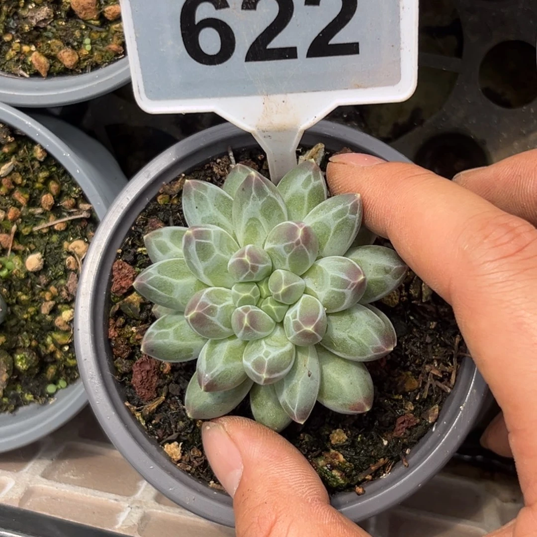 多肉植物申公豹美人622