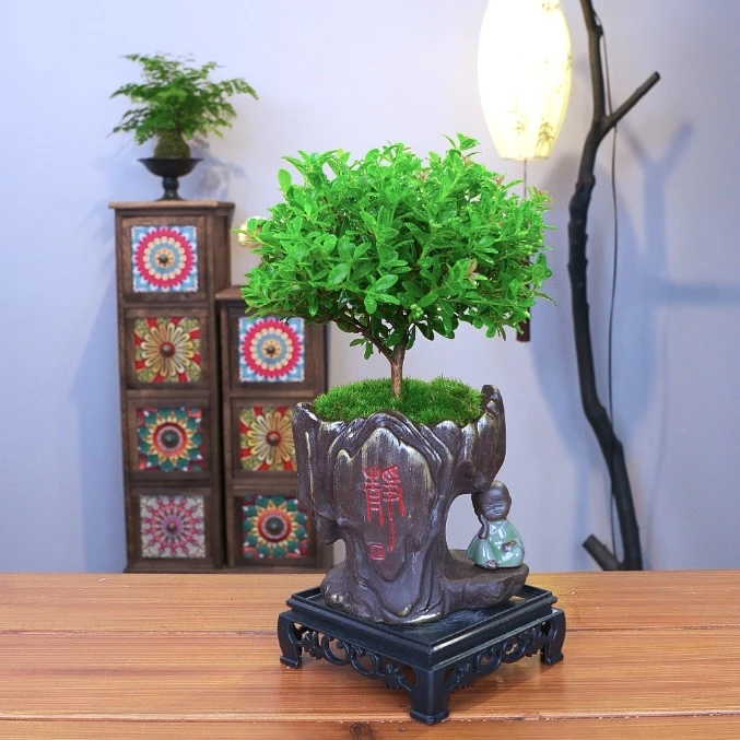 小叶赤楠桌面小盆栽会开花结果绿植室内精致盆景四季常青好养植物