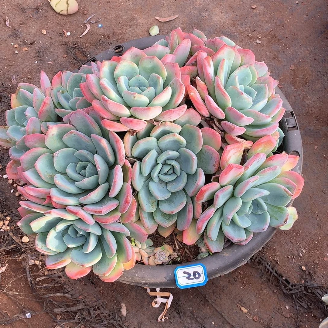 20冷橙 一物一拍多肉