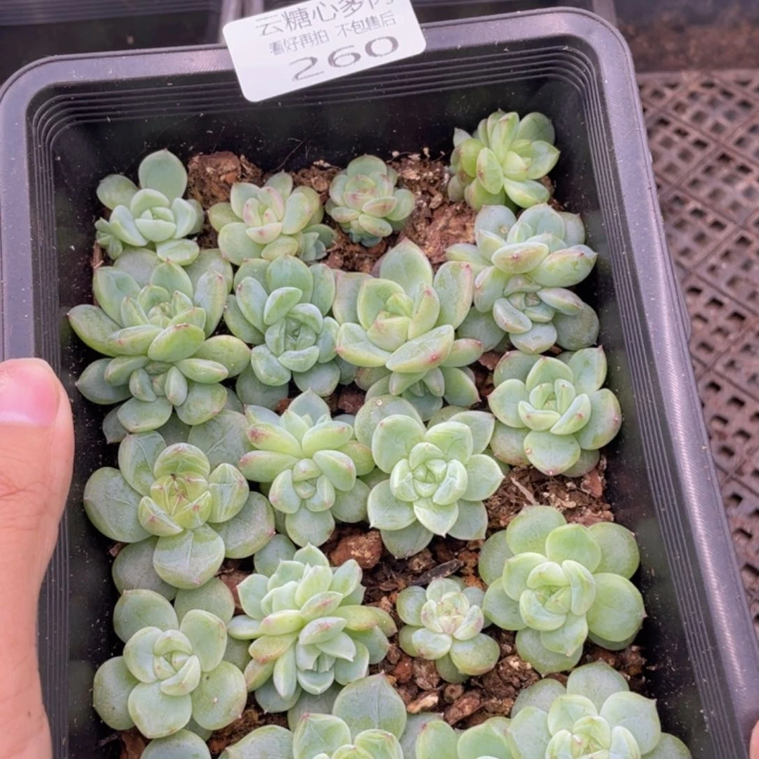 云糖心多肉植物260