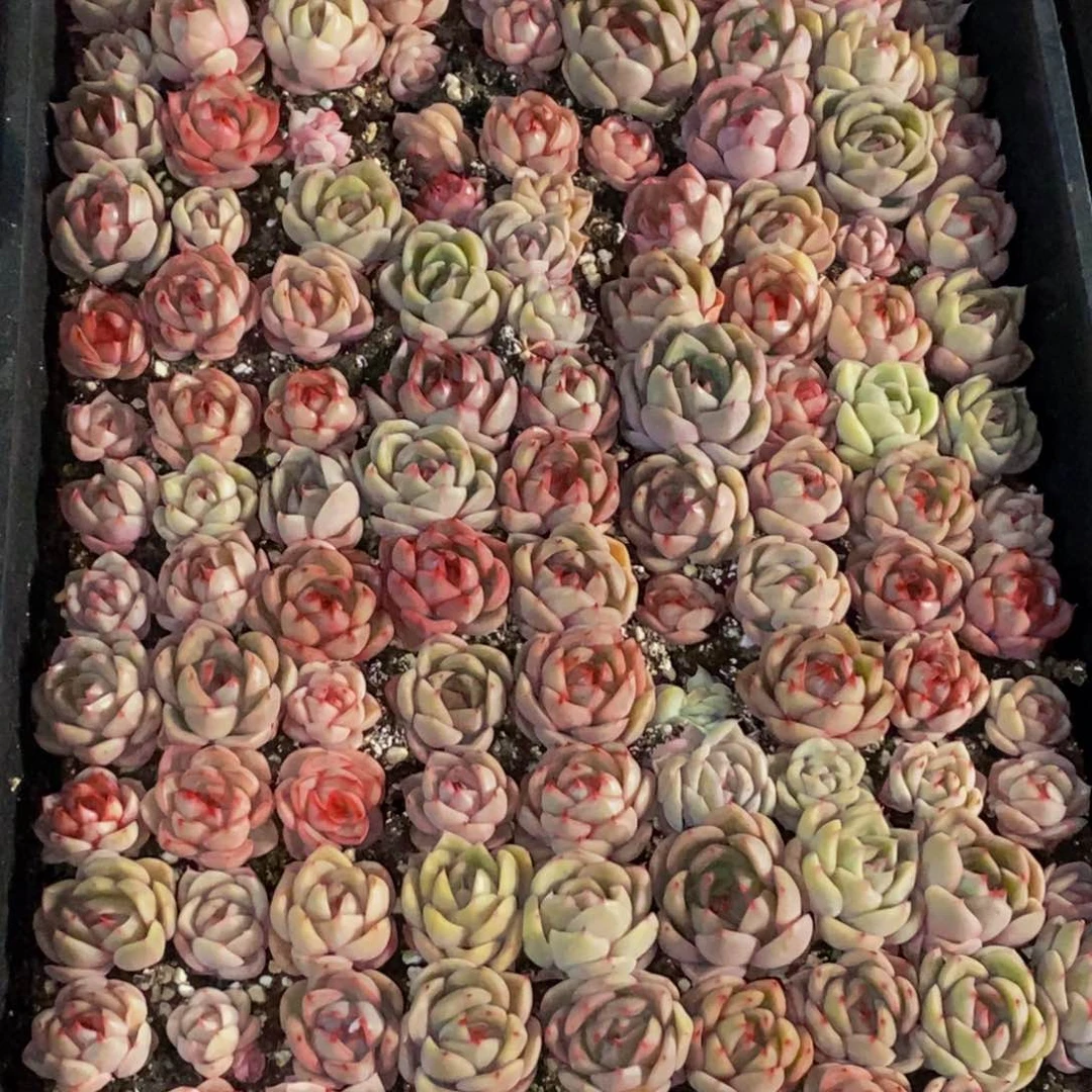 h****h867多肉植物保护研究所所长助理