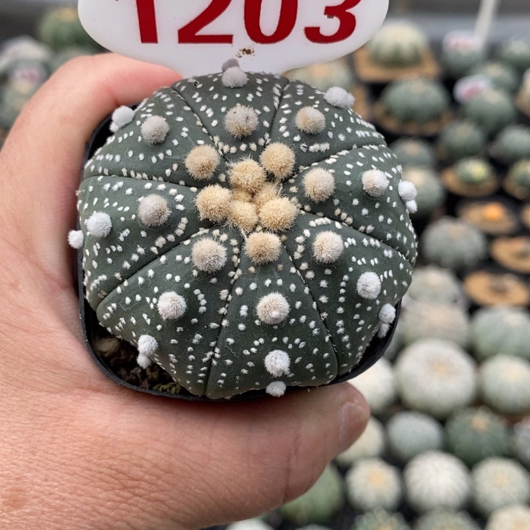 1203福利来了哦亲