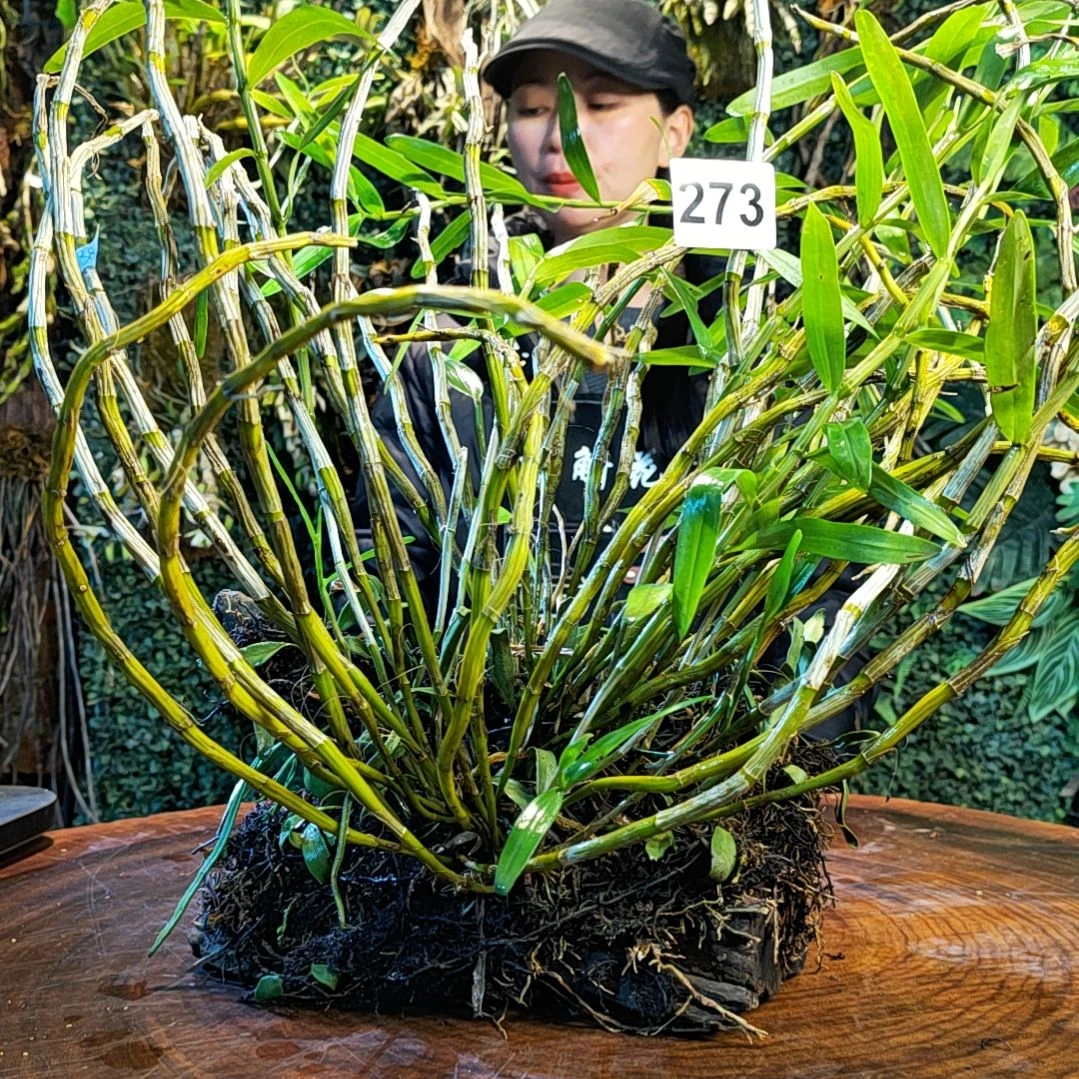 【闪购商品】273重唇花