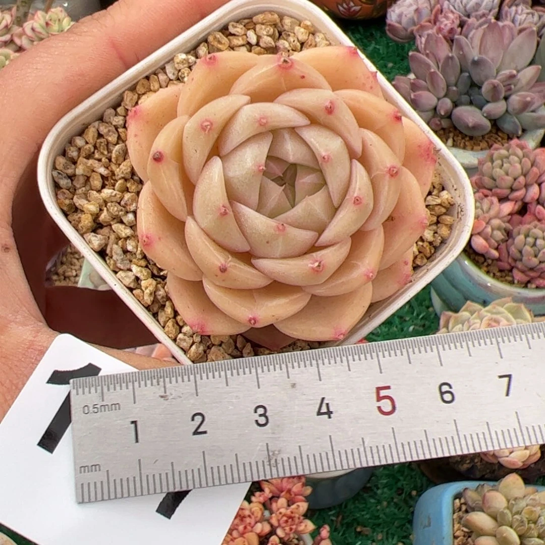 喵**喵157 多肉植物组合盆栽