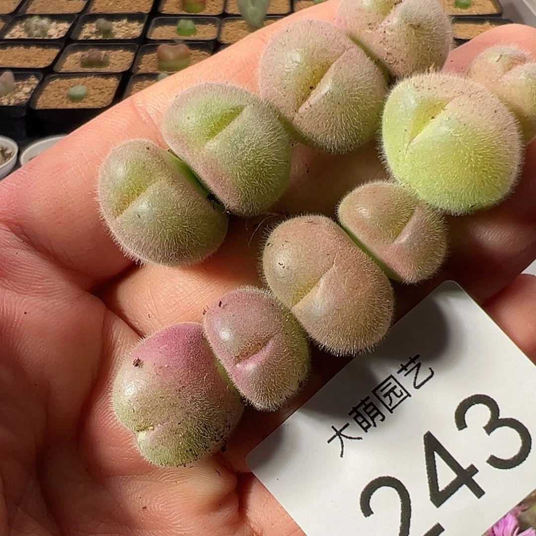 一物一拍。     243