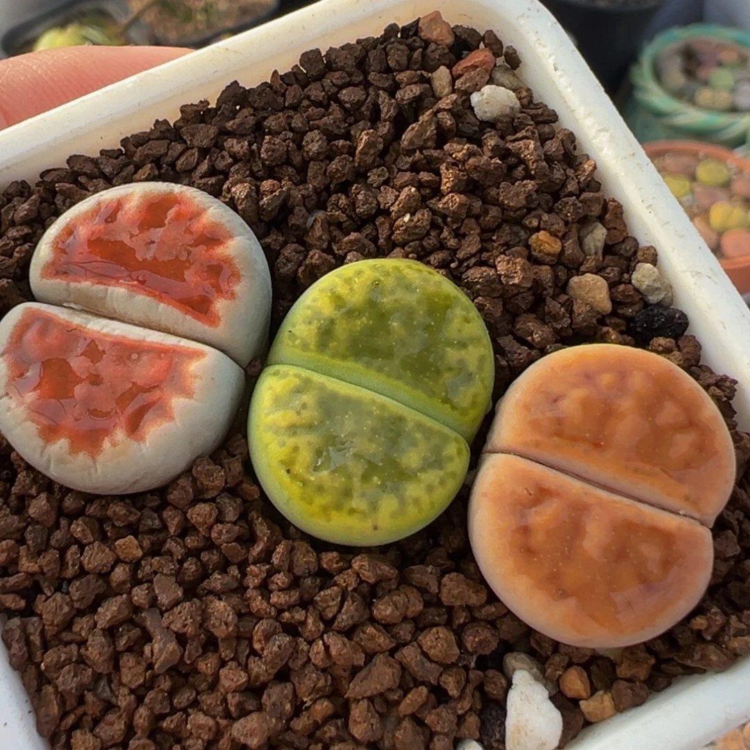 红绿灯多肉植物百科