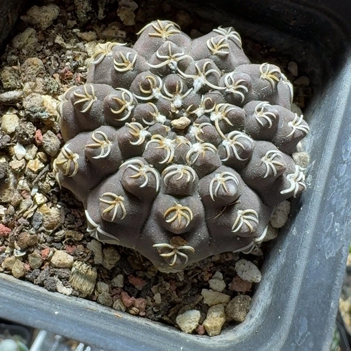605白刺瑞昌玉脱土发货