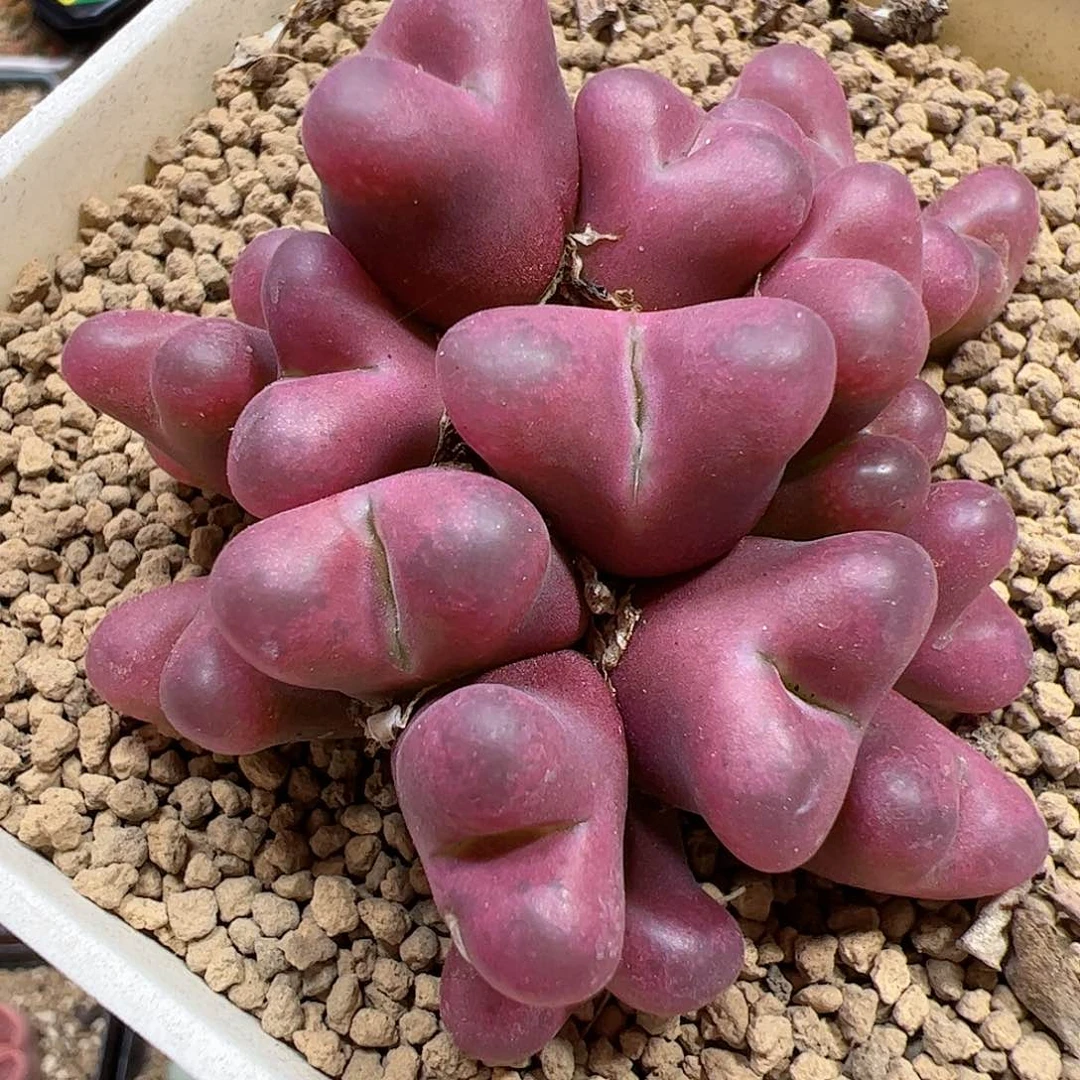 【闪购商品】28 带盆