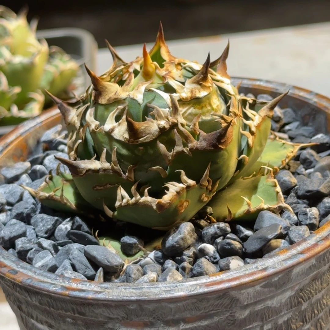 龙舌兰任王冠火舞顶芽