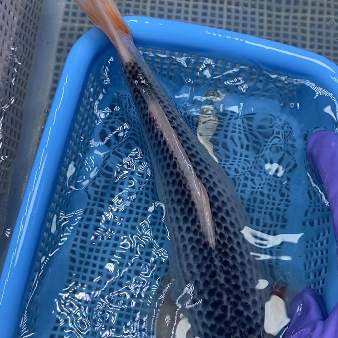 锦鲤冷水锦鲤包邮