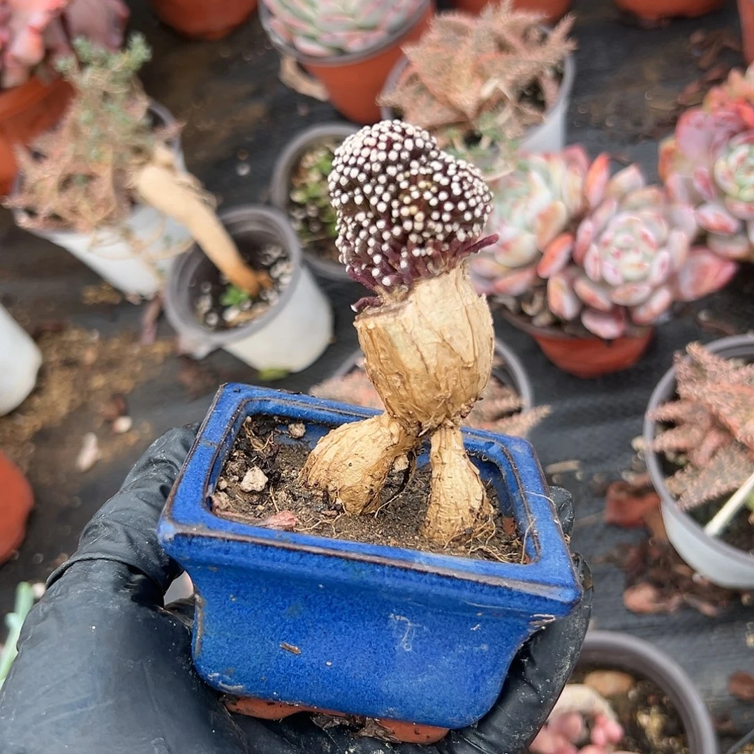 女呃呃呃呃呃呃呃呃呃呃