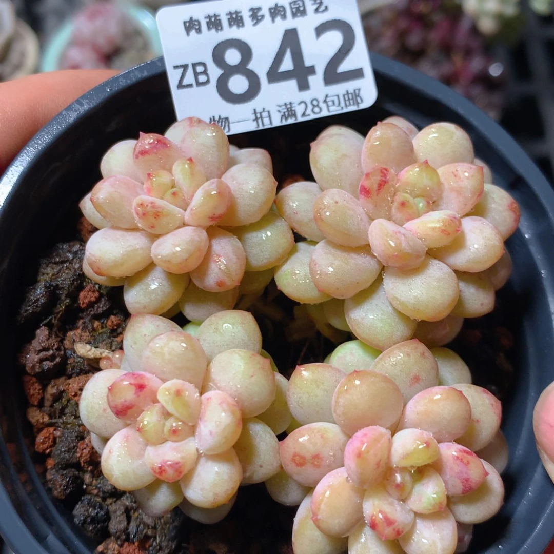 5CM拇指盆精控多肉ZB842