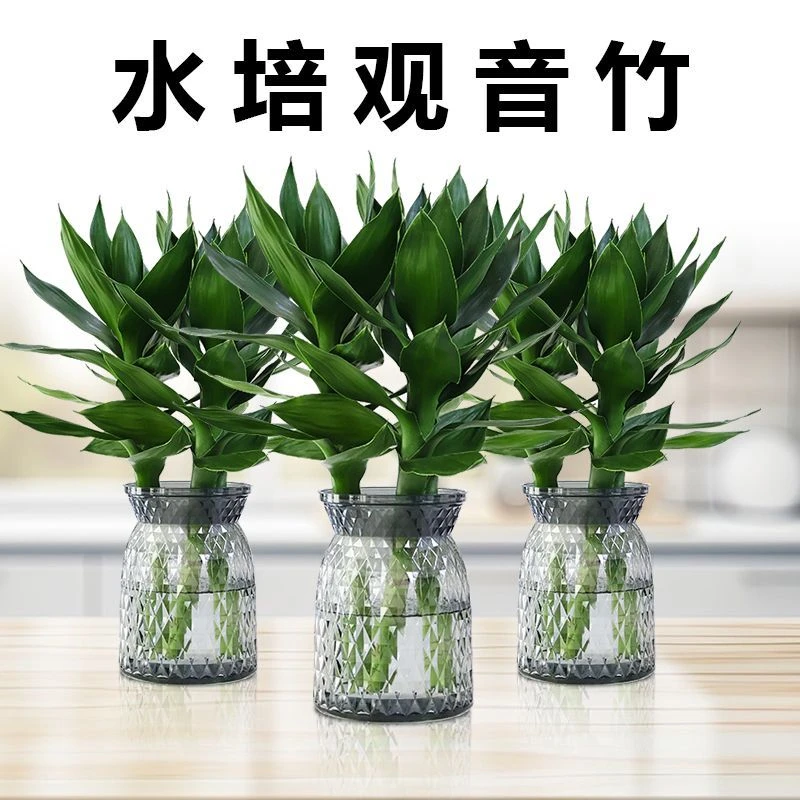 【两盆更划算】水培观音竹室内四季绿色桌面盆景盆栽轻奢烟灰树脂盆