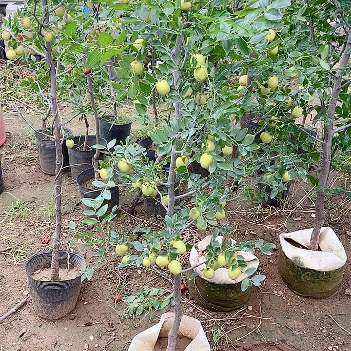 完全开放冰糖脆枣木架带果发顺丰