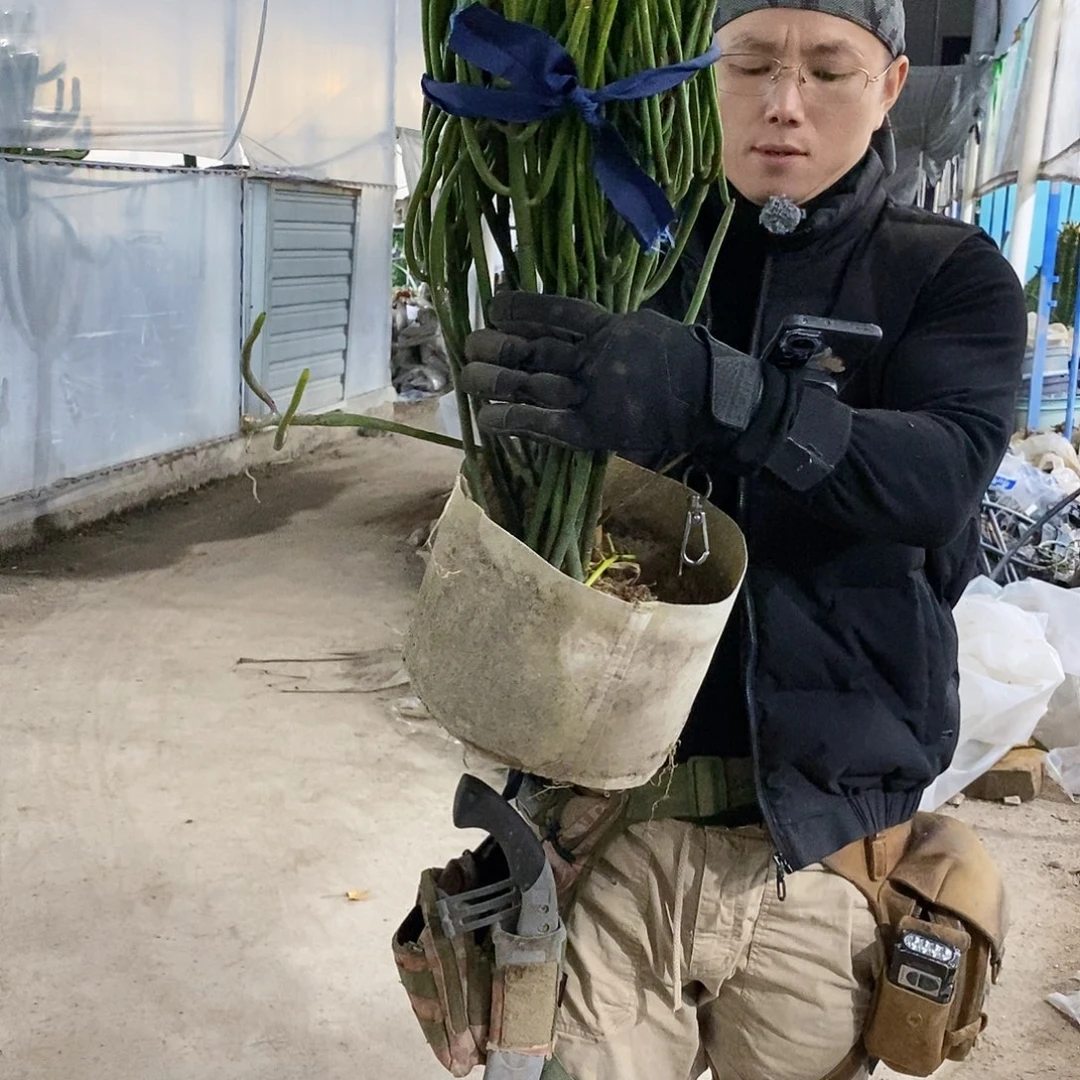 光棍树高60公分左右带棍子