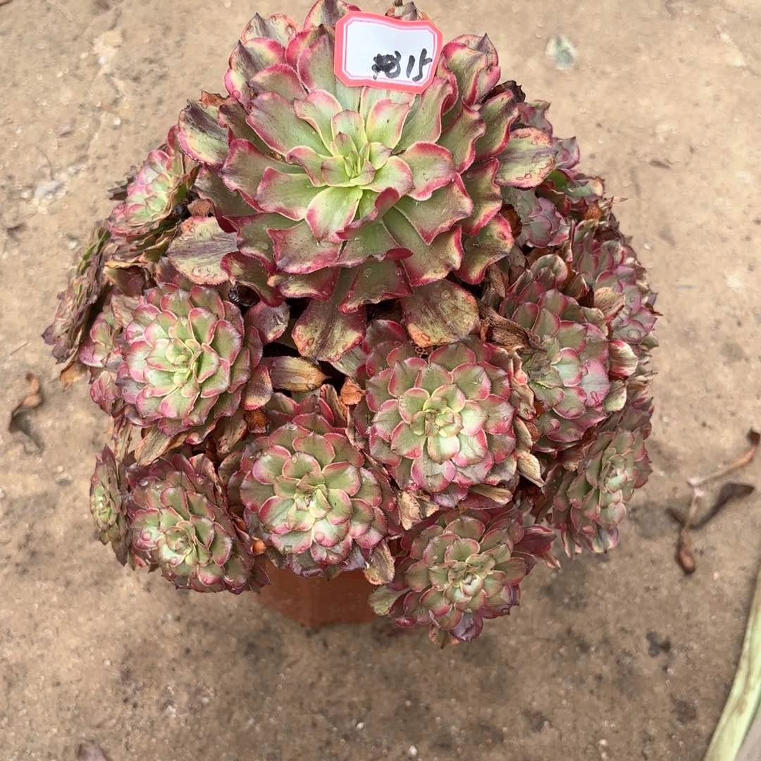全部花朵15奥代理多肉植物