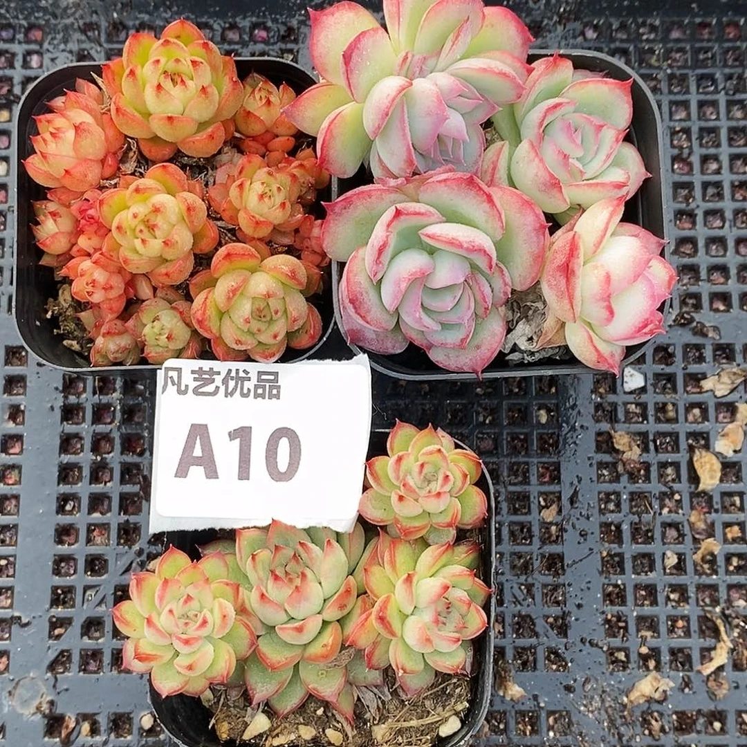 A10精品多肉群生一物一拍