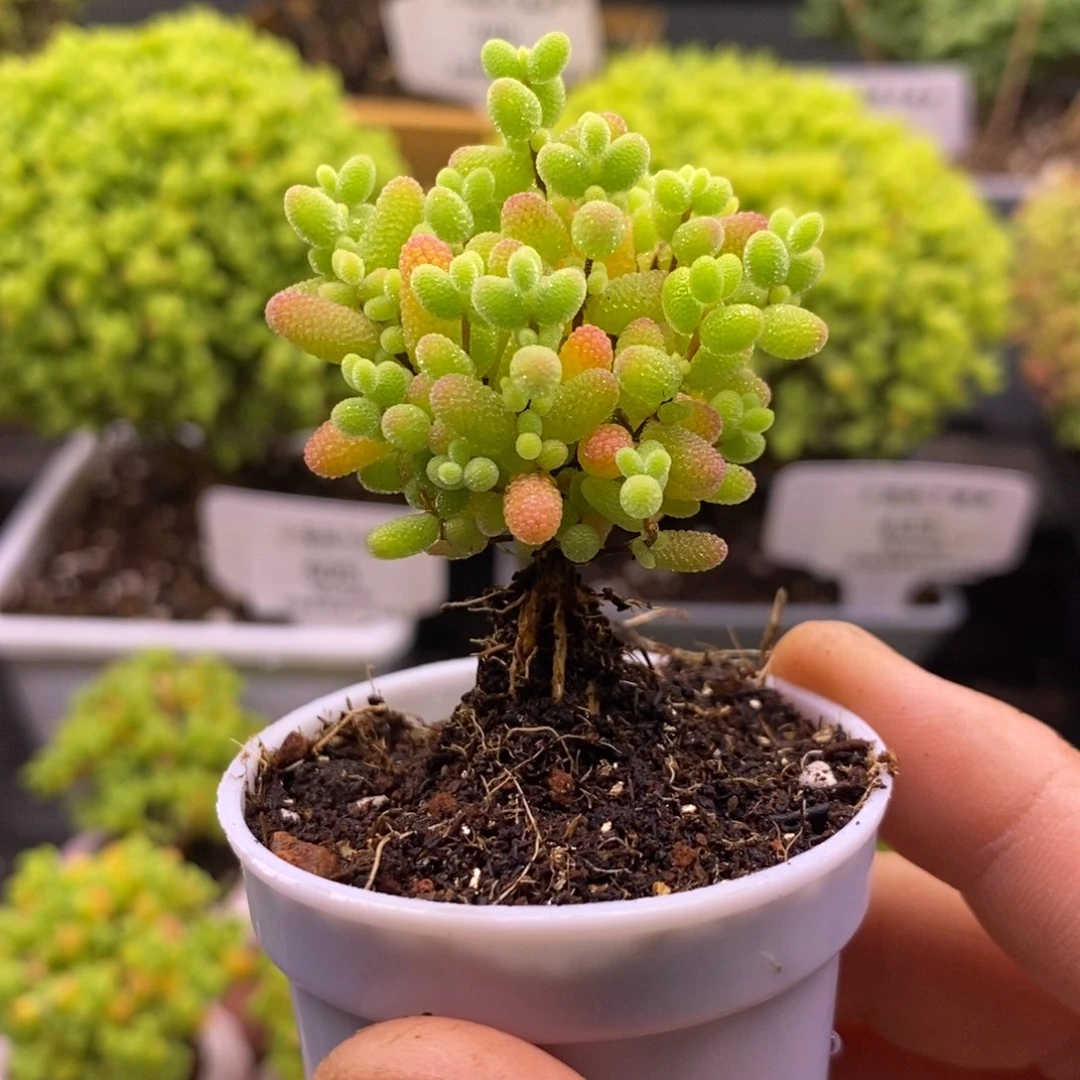 507蜜桔糖球。