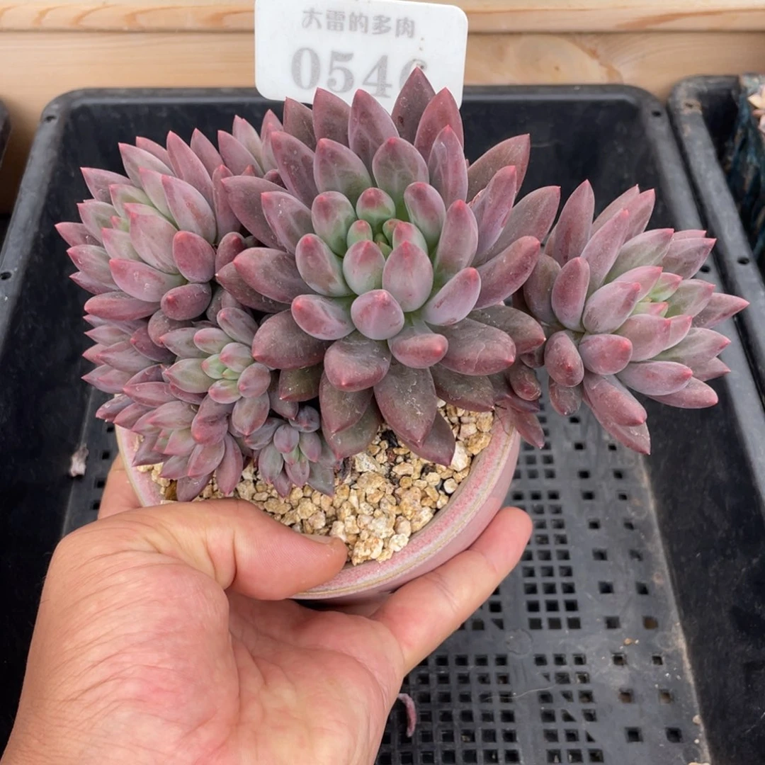 0546红蜻蜓不带盆17厘米