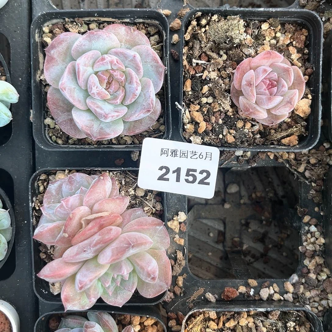 阿雅园艺。   2152