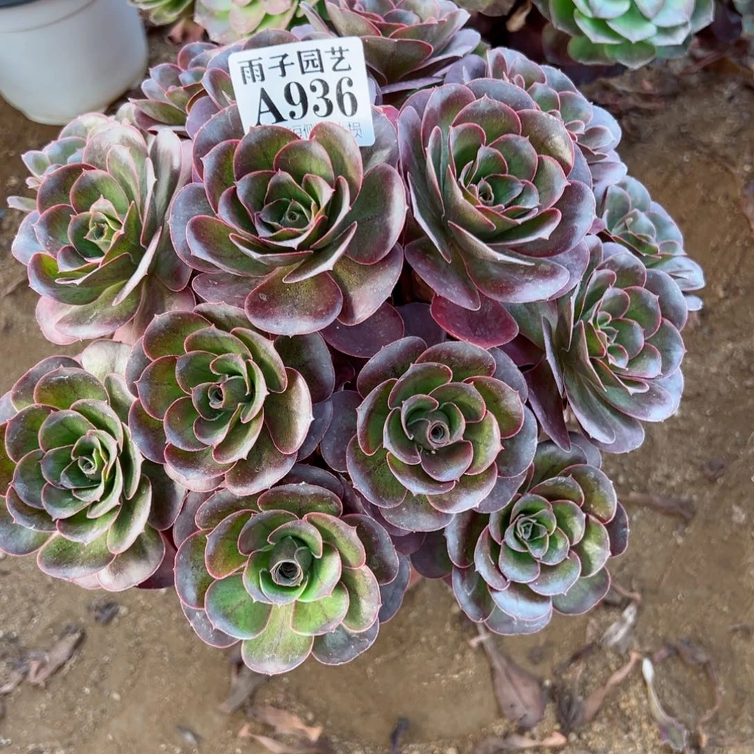 936魅金玫瑰尺寸25左右