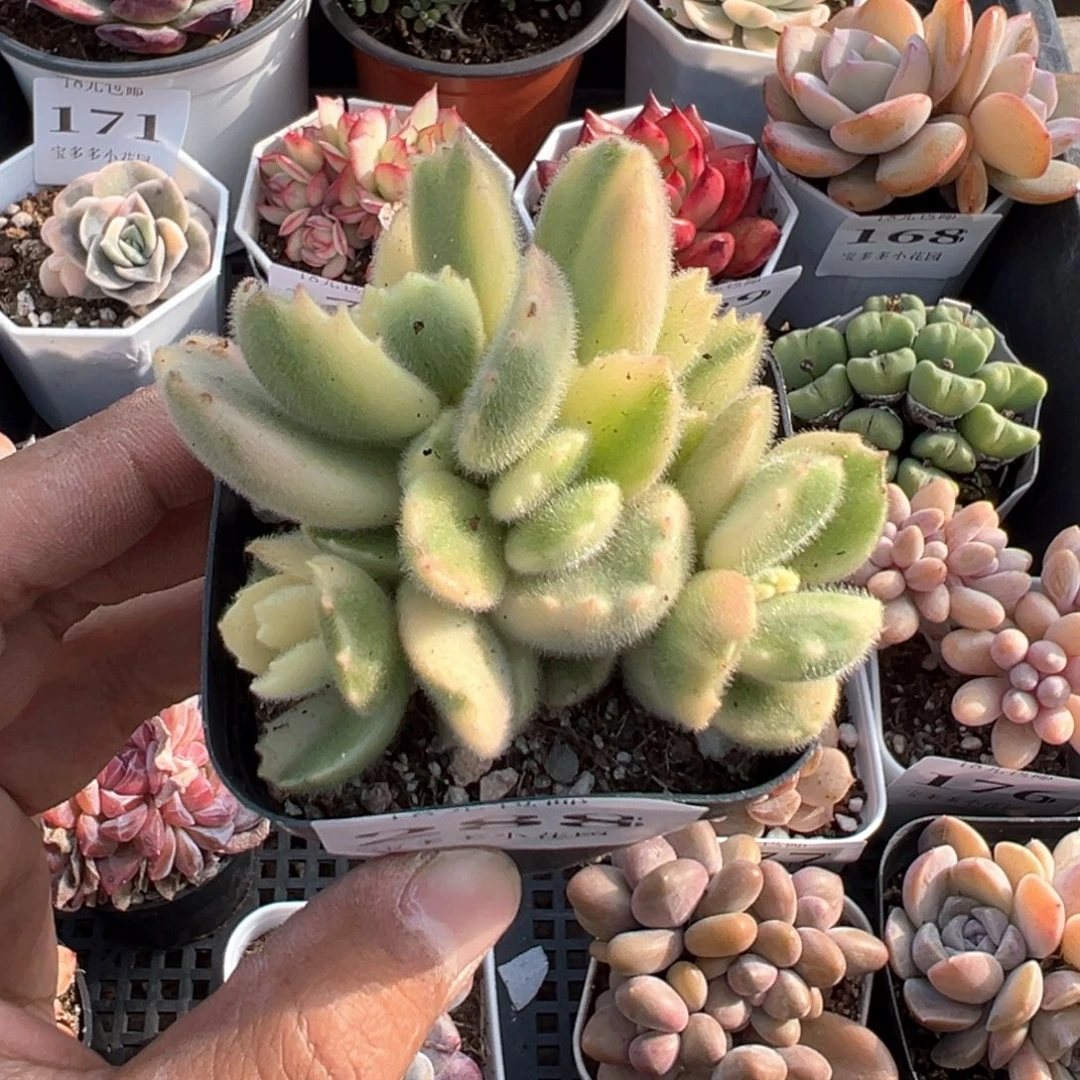 288号白熊一物一拍满18包邮