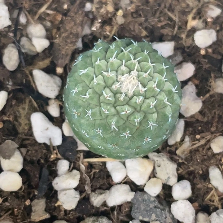 菊水实生仙人球