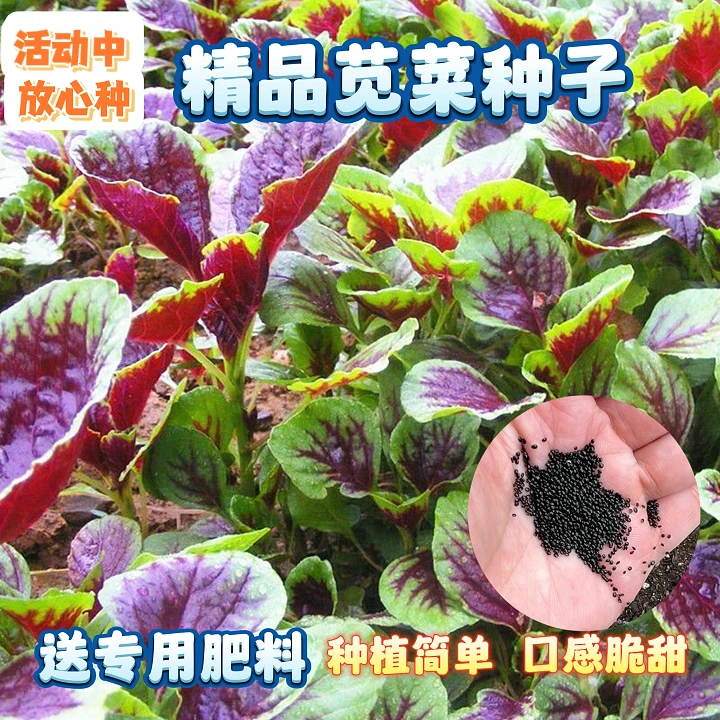 【厂家直销 送专用肥料】红苋菜种子汉菜籽四季蔬菜阳台盆栽菜懒人