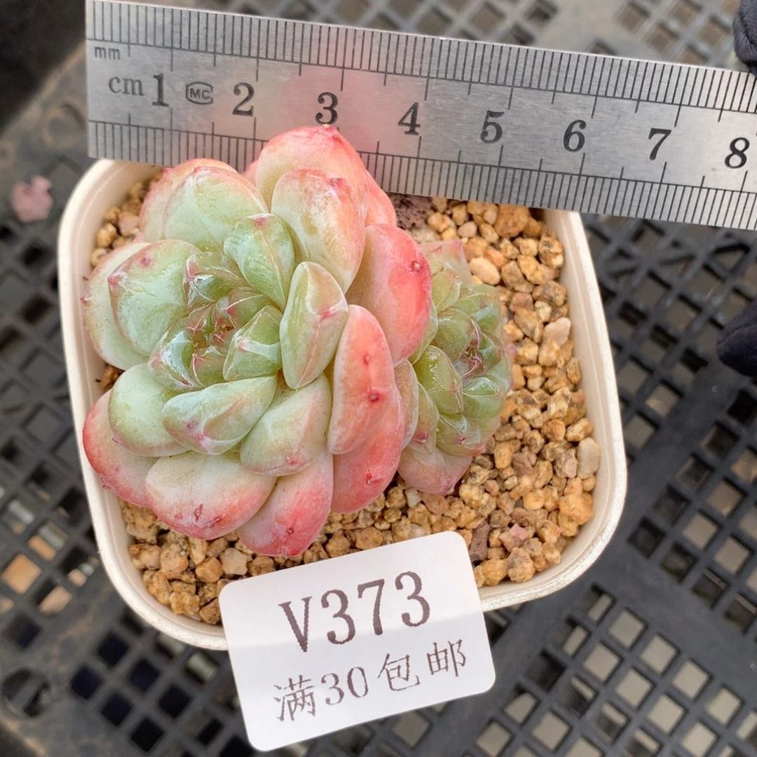 373。厚梦糖心老桩双头。
